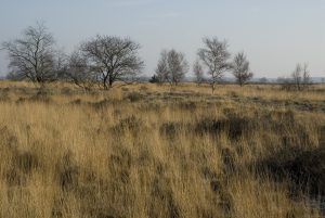 B, Limburg, Meeuwen-Gruitrode, Grote Heide 4, Saxifraga-Jan van der Straaten